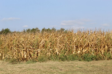 Field of corn ready for harvest