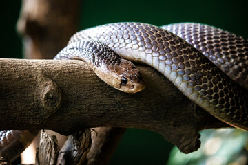 A close up shot of a snake.