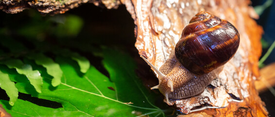 Large snails crawling along the bark of a tree. Burgudian, grape or Roman edible snail from the Helicidae family.