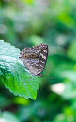 Beautiful pansy butterfly with green and floral background. Khagrachhari, Bangladesh / 2020.