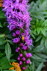 Yellow bug on purple flowers