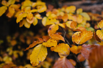 Laubbaum mit herbstlicher Färbung