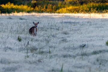 Small White-tailed Buck in a dew covered meadow during late summer, selective focus, background and foreground blur, space for writing

