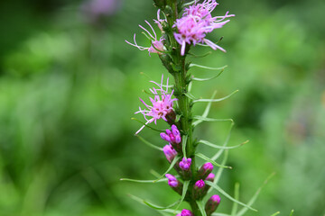 pink flowers in a garden