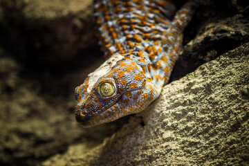 A huge gecko hangs on the wall