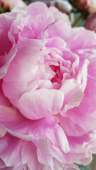 Close up of pink peonies