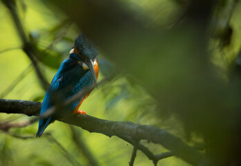 The Kingfisher (Alcedo atthis) blue wild bird, Esposende, Portugal.