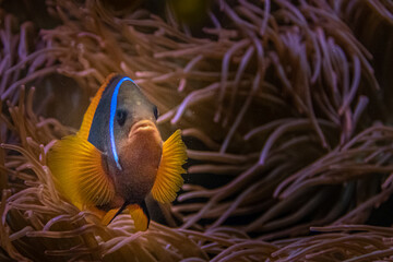 a tropical fish hiding in a reef