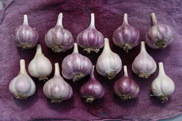 Beautiful purple and white heads of fresh garlic on purple cloth.