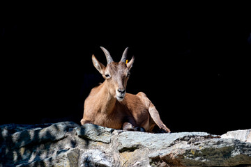 a mountain goat on a ledge