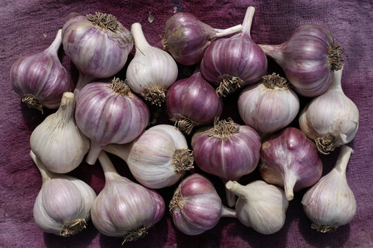 Heads of young white and purple garlic on purple cloth. Rich harvest of garden garlic.