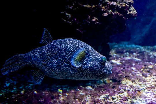 a blowfish swimming in the ocen © Ralph Lear