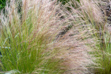 Plant or Common Reed, in the city park. A perennial wetland grass in the family Poaceae.