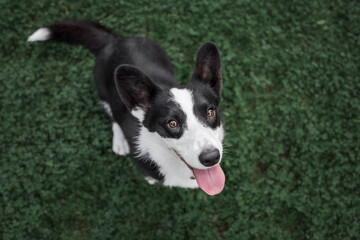 Happy and active purebred Welsh Corgi dog outdoors in the grass