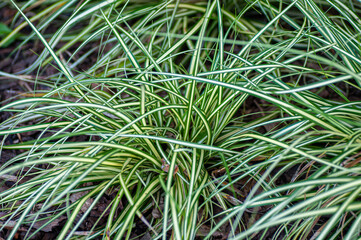 Naklejka na ściany i meble Long fresh green grass with white stripes in garden. Botanical photography for illustration of grass