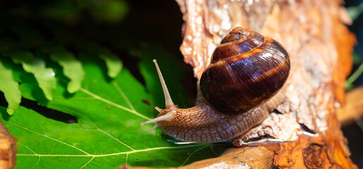 Large snails crawling along the bark of a tree. Burgudian, grape or Roman edible snail from the Helicidae family.