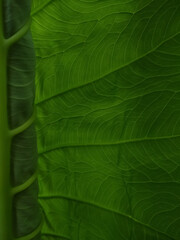 Fototapeta premium green leaf texture Curly Taro plant 