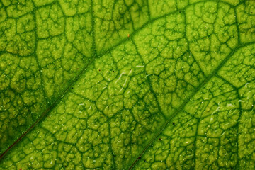 A close up macro image of a leaf with water droplets on it