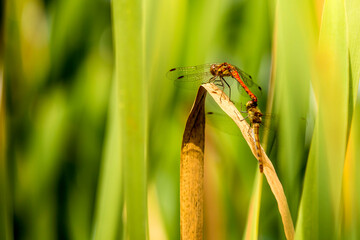 The vagrant darter during mating