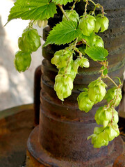 hops with ripe cones in summer