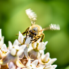 Bees in the wild taken with a macro lens.  Close up pictures of bees.