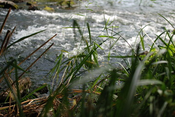 grass and water