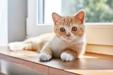 British ginger cat on the window
