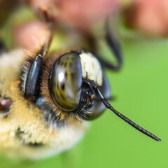 Bees in the wild taken with a macro lens.  Close up pictures of bees.
