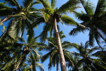 Fototapeta na wymiar coconut palm tree against blue sky