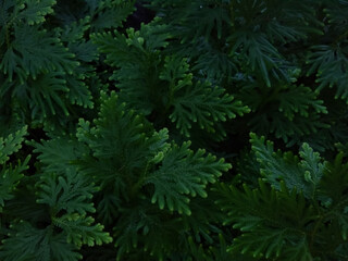 green spik moss background