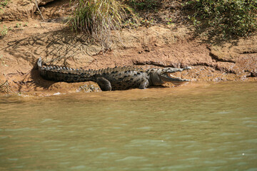alligator in the wild