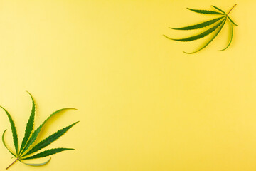 Fototapeta na wymiar Two small leaves of green hemp on a yellow background. Place for your text. View from above. Photo concept.
