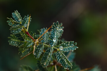 A bunch of green leaves with long thorns and water droplets on them with blur background