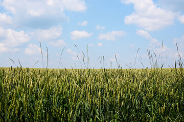 Beautiful wheat barley rye field landscape with green blue sky over it. Nature protection concept. Agricultural cultivation process. Rural scene in countryside.