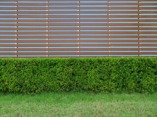 green leaves tree shrub fence front of brown artificial wood fence or vertical woods lath in garden with clipping path on blue background