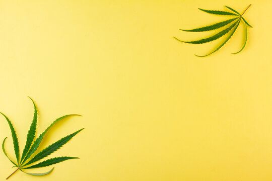 Two small leaves of green hemp on a yellow background. Place for your text. View from above. Photo concept. © Евгений Гончаров