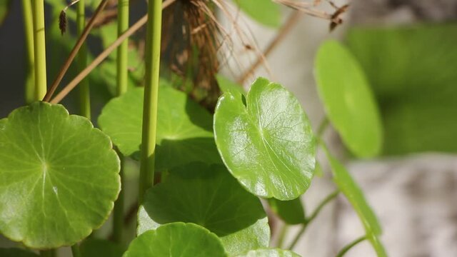 Gotu kola tree or Asiatic pennywort or Indian pennywort
