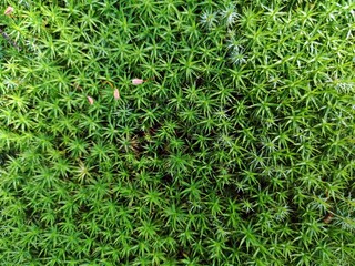Beautiful green moss in the forest useful as background