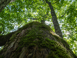 Fototapeta premium tree in the woods