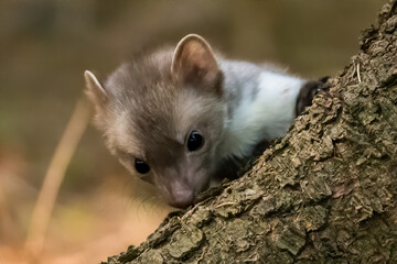 Stone marten, Martes foina, with clear green background. Beech marten, detail portrait of forest...