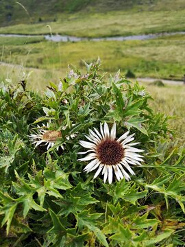 Wild flowers in the mountains. Carlina acaulis, the stemless carline thistle, dwarf carline thistle, or silver thistle, is a perennial dicotyledonous flowering plant in the family Asteraceae.