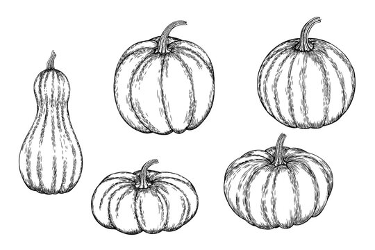 Vector set of a hand-drawn pumpkin black white, coloring. Ink or pen sketch. EPS 10.