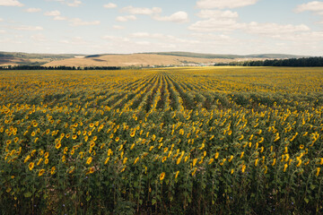 Blooming sunflowers on a large field during the day