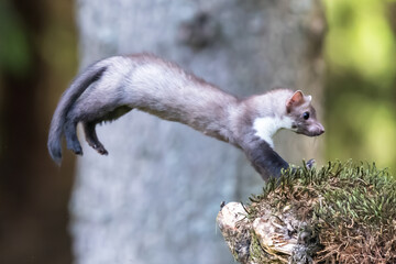 Stone marten, Martes foina, with clear green background. Beech marten, detail portrait of forest...