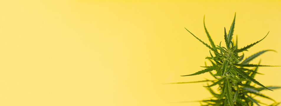 Branch of green fresh cannabis lying sideways on a yellow background. Place for your text. Photo banner. View from above. Photo concept. © Евгений Гончаров