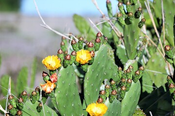 prickly pear cactus with leaves