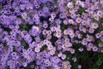Violet and pink flowers of Michaelmas daisies in mid October