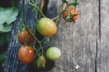 fresh tomatoes on the vine