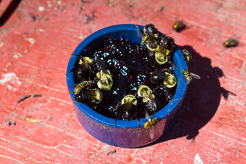 close up bees in bowl of jelly