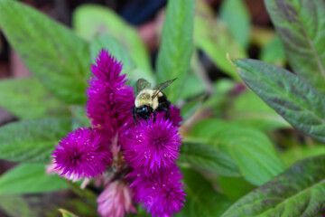 bee on a flower